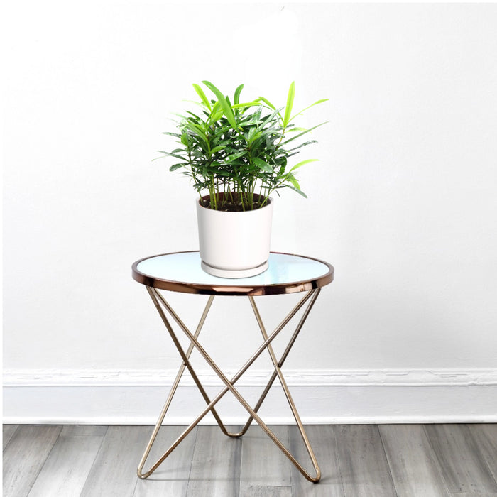 Conocarpus Plant  indoor– 30cm Height