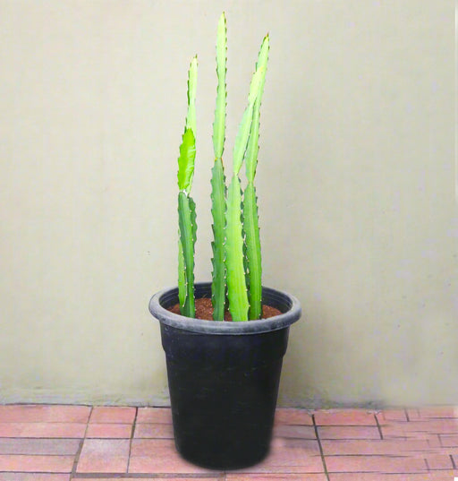 Kanzacam Succulent Cactus
