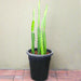 Kanzacam Succulent Cactus