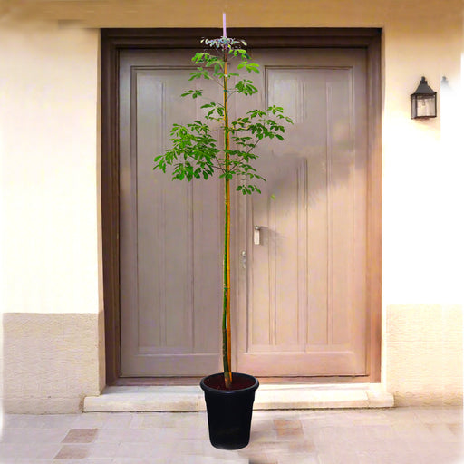 Chaurasia