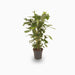 Fishtail palm 120 – 140cm