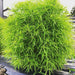 Fito Kochia Plant Seeds