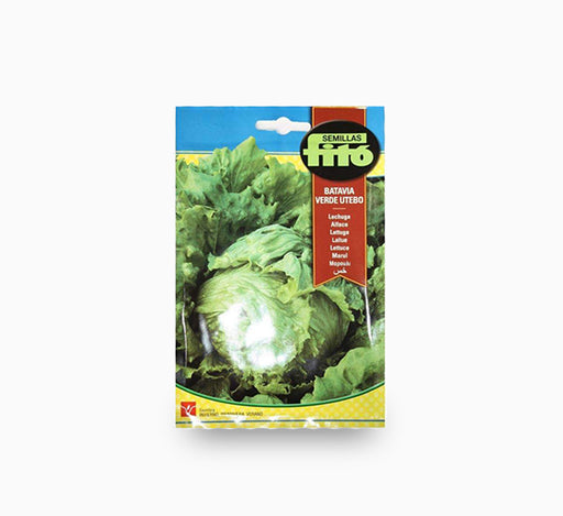Lettuce ‘Webbs Wonderful’ – Fito Seeds