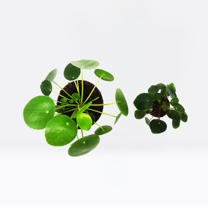 Pilea Peperomioides Mini "Chinese Money Plant"