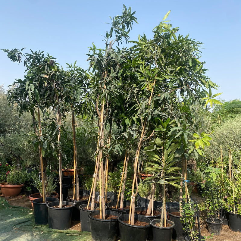 Mango Plant "Chaunsa" Pakistan's Delicious Small Mangoes 3.0-3.5m Mature