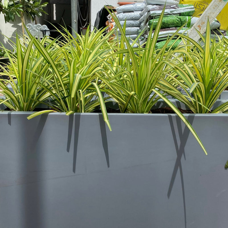 4 Pandanus  in Grp Planter (90cm-30cm-50cm)
