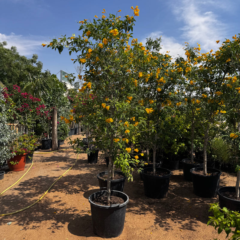 Yellow Bells Plant or Tecoma stans (2.0-2.5m) XXL | Dubai Garden Glory! - Greensouq -
