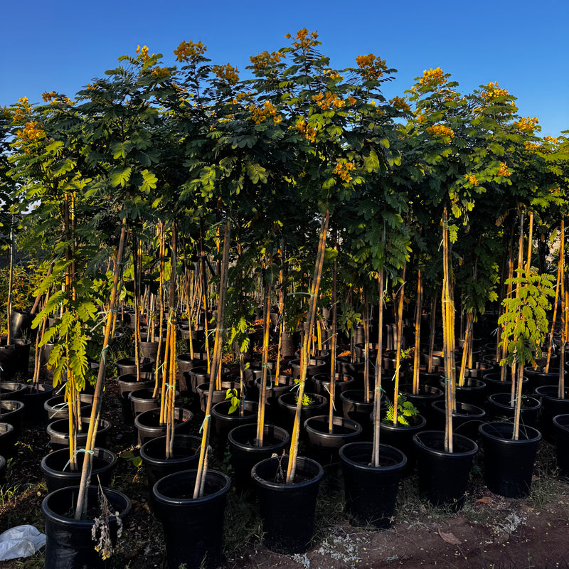 Cassia Surattensis "Scrambled Egg Plant"