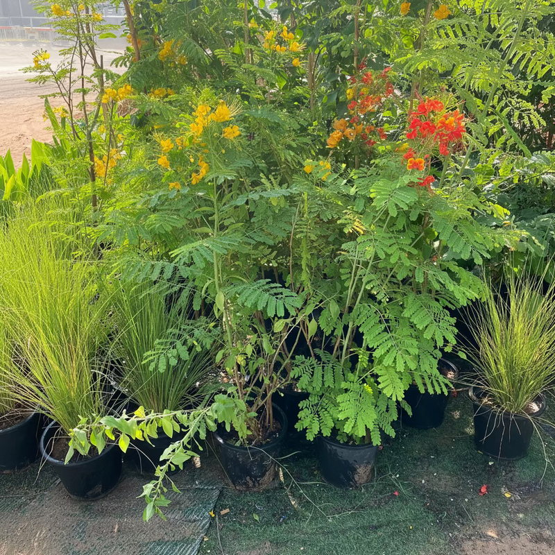 Caesalpinia Pulcherrima "Peacock Flower" 40-50cm