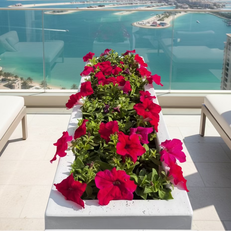 Petunia Flowers In Grp Pot 90x30x30