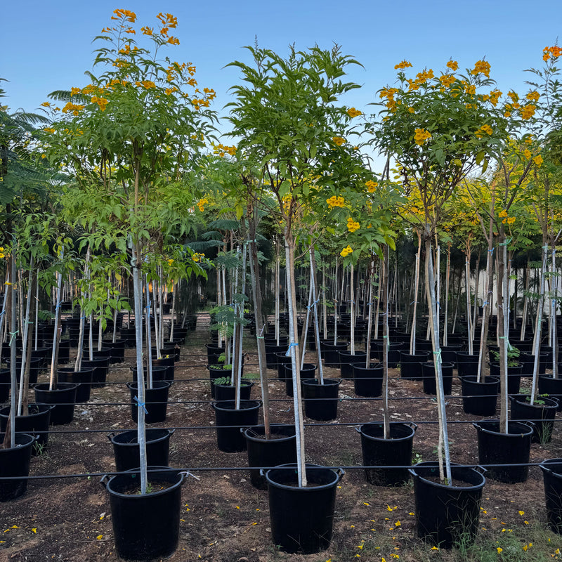 Tecoma stans or Yellow Bells