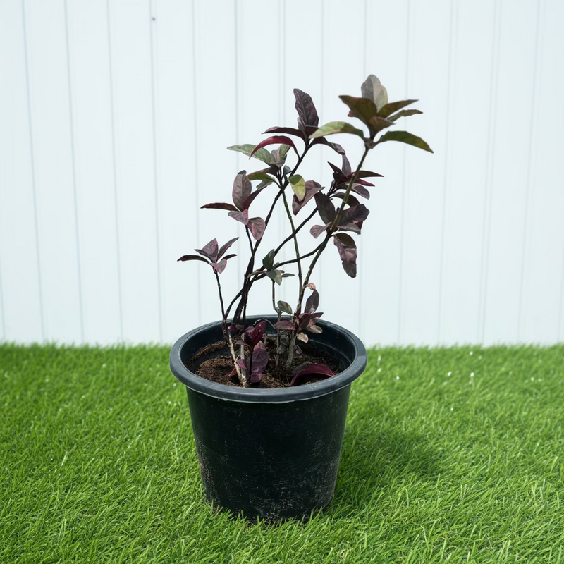Purple False Eranthemum - Eranthemum Atropurpureum 6 Ltr Pot(30-40cm) | UAE Top Plants!