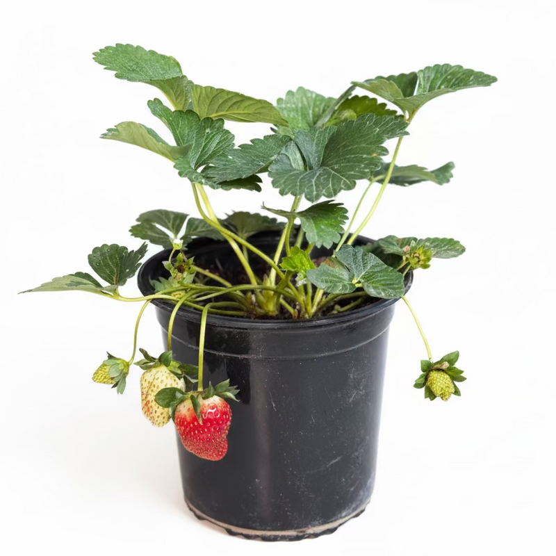 🍓 Strawberry Plant | Dubai's Best Sellers!