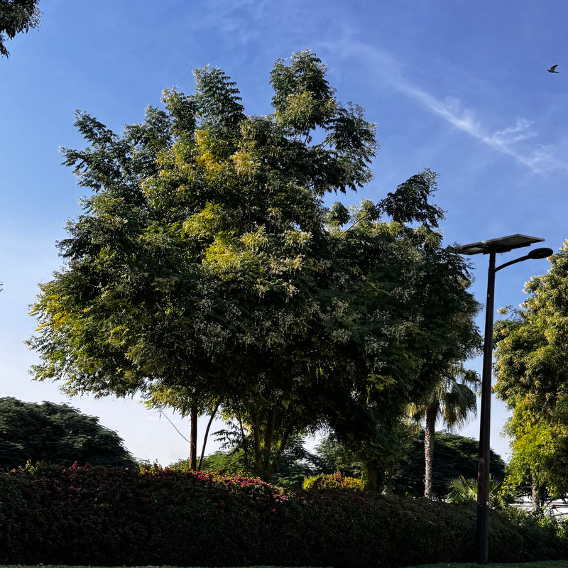 Millingtonia Hortensis "Tree Jasmine شجرة الياسمين or Indian Cork Tree"
