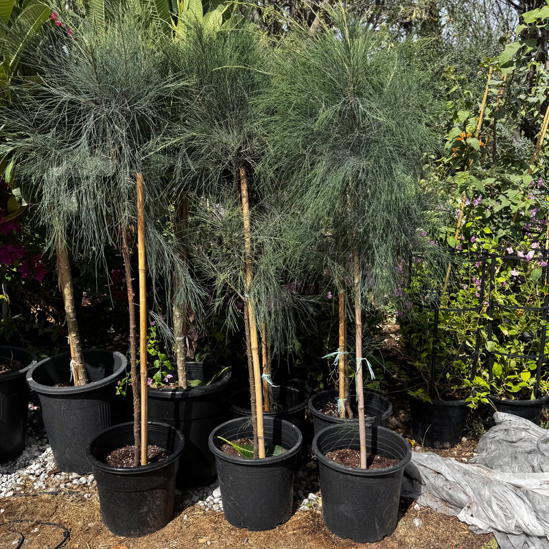 Casuarina Equisetifolia "Australian pine tree" 1.3 to 1.8m