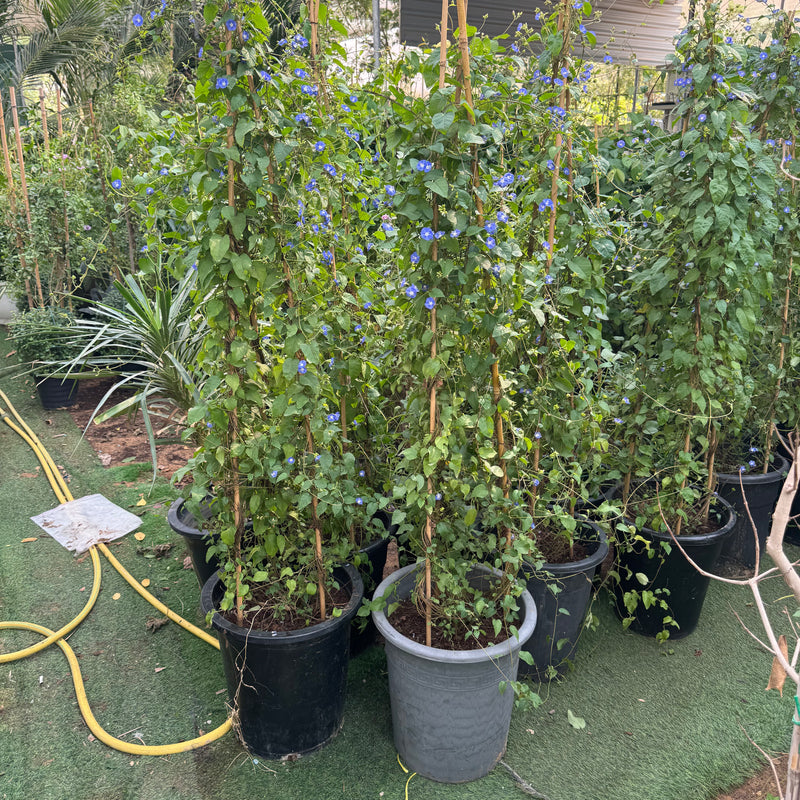 Jacquemontia Pentantha "Sky Blue Cluster Vine"