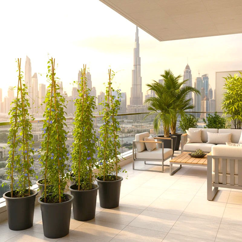 Jacquemontia Pentantha "Sky Blue Cluster Vine"