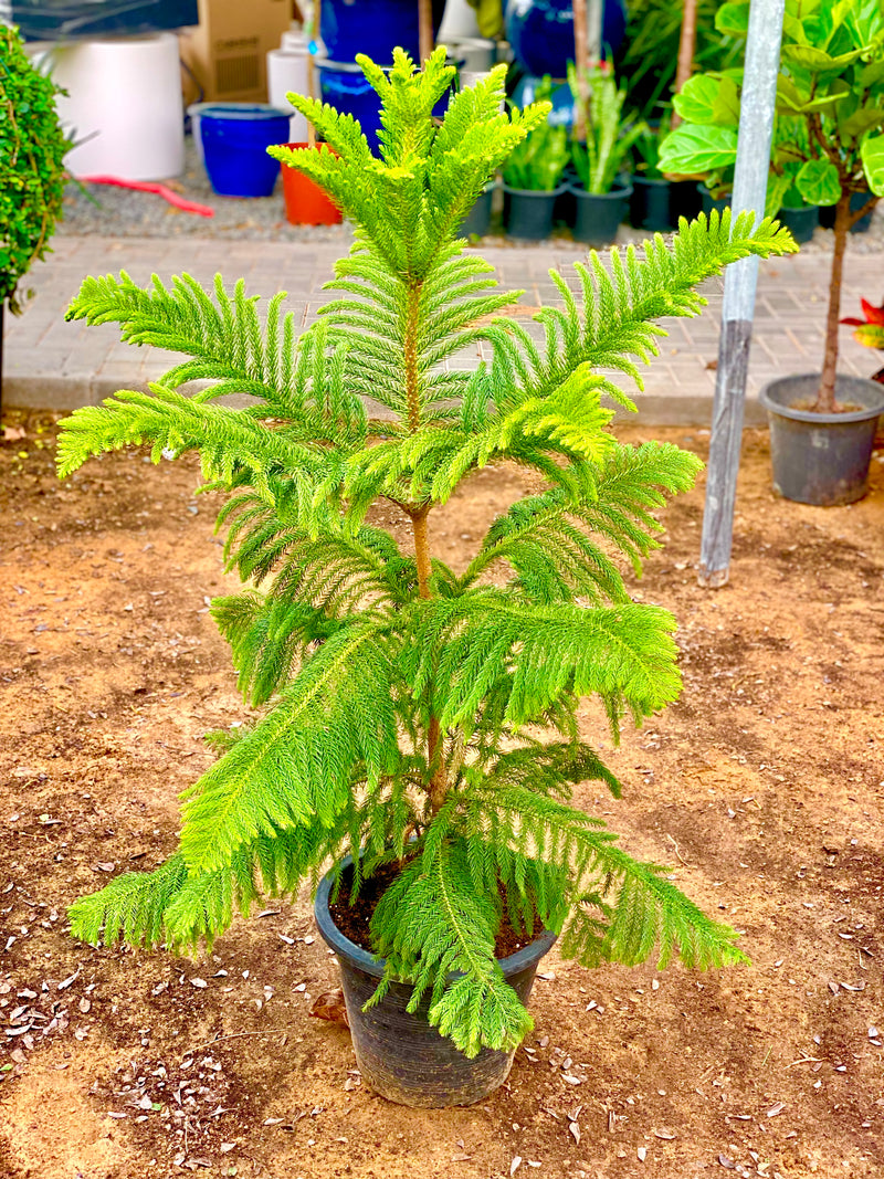 Araucaria Heterophylla (Norfolk Island Pine) 100cm to 120 cm