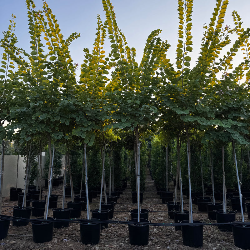 Bauhinia Purpurea "Purple Orchid-Tree"