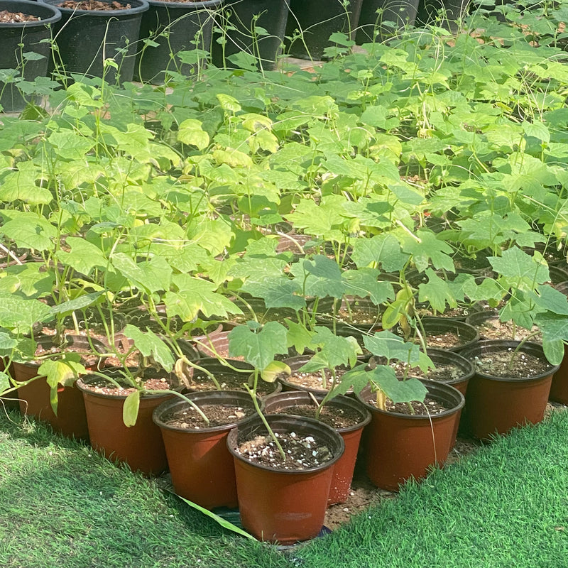 (Ridge Gourd Vegetable Plant | v13 Pot