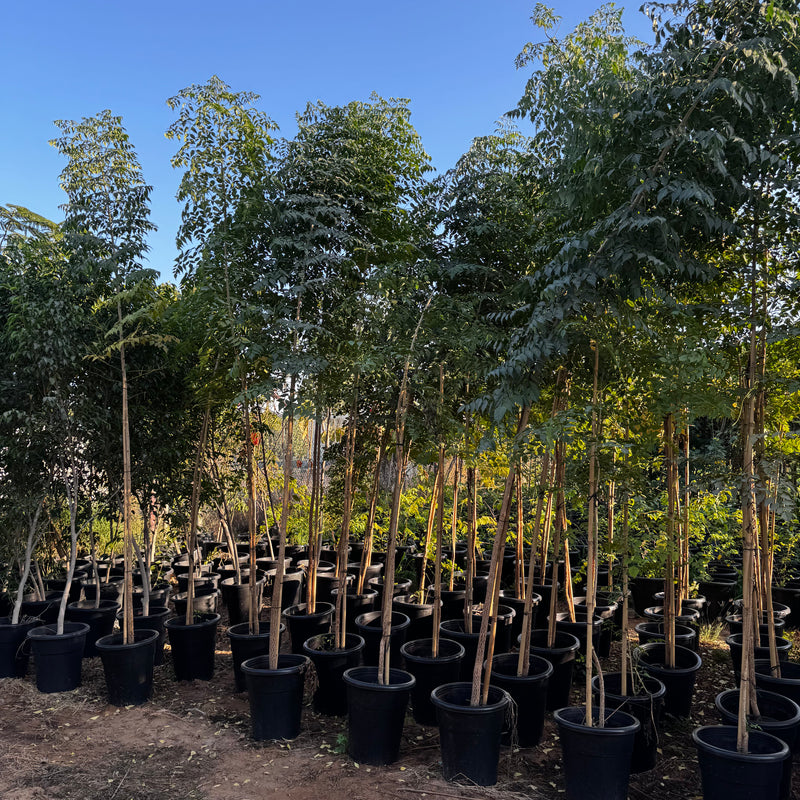 Millingtonia Hortensis "Tree Jasmine شجرة الياسمين or Indian Cork Tree"