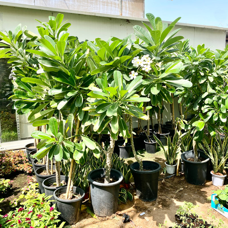 Plumeria Obtusa "Frangipani, The Temple Tree or Champa"