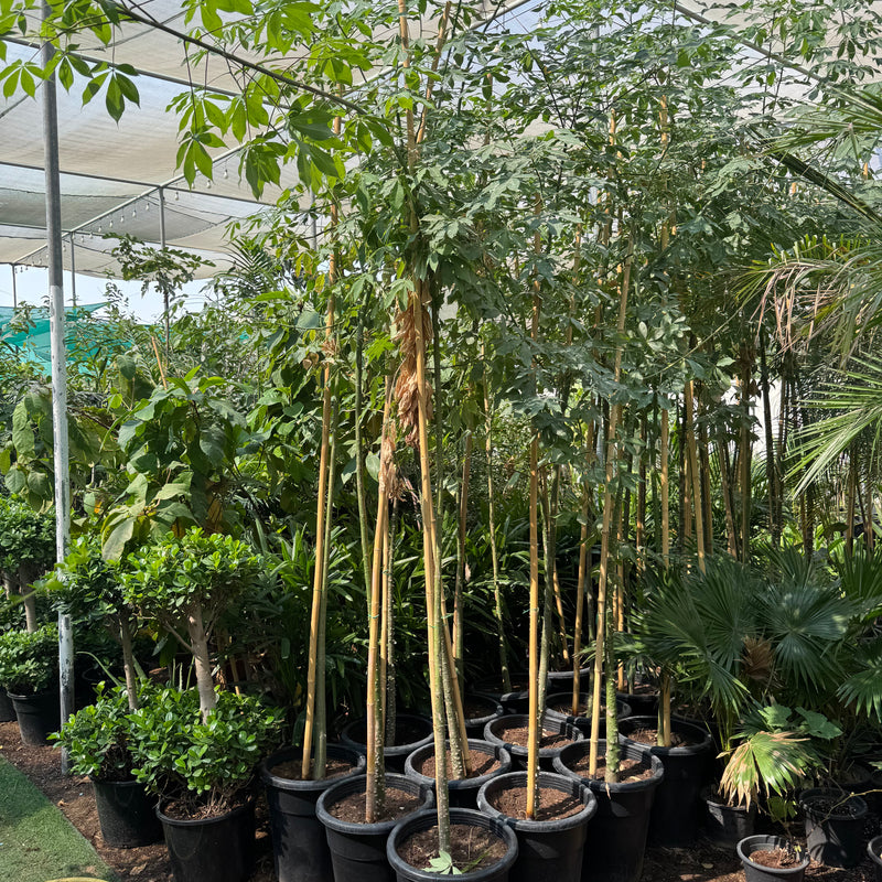 Chaurasia Speciosa 2-2.5m