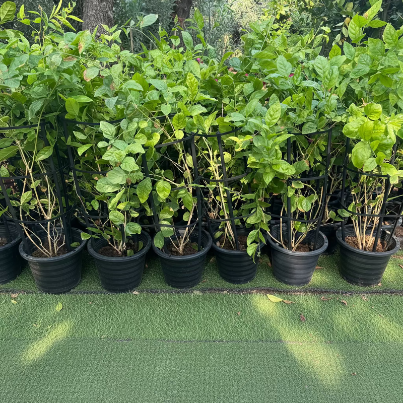 Arabian Jasmine Motia "Jasminum Sambac"