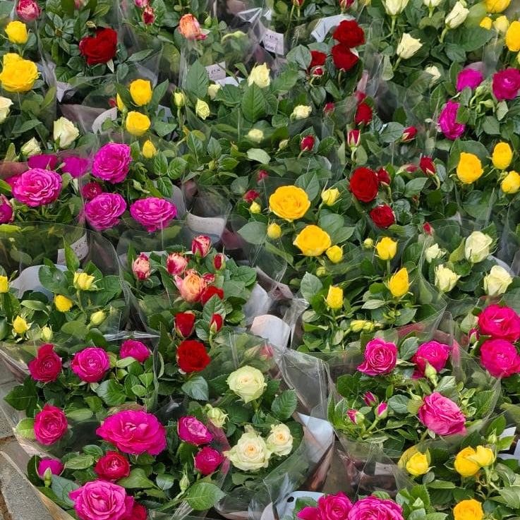 Rose Plant Indoor mix color 20 – 30cm | Dubai's Natural Air Freshener!