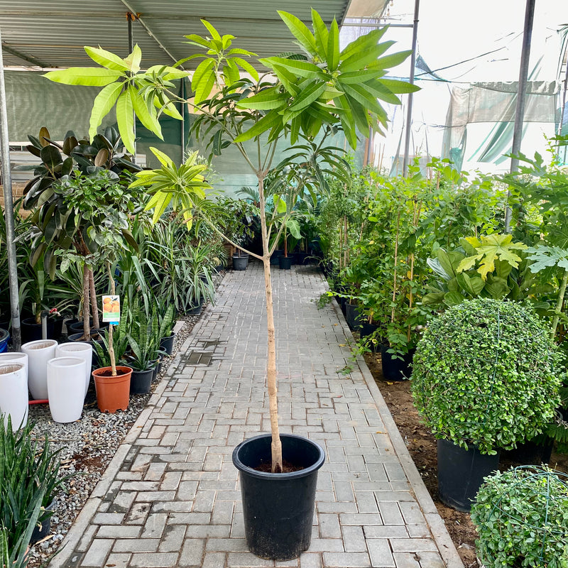 Mango Plant  "Sindhri Pakistan" One of The World's Best Mangoes