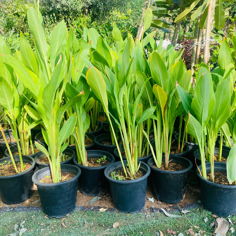 Canna Indica or Canna Green
