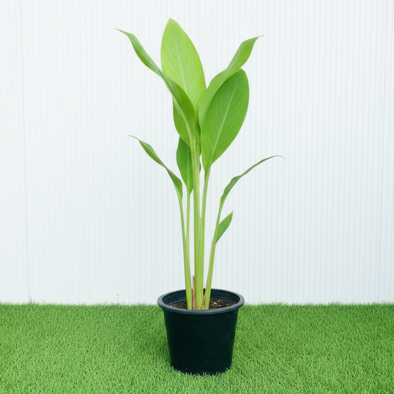 Canna Indica - Canna Green | Dubai's Lush Greens!