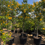 Yellow Bells Plant or Tecoma stans (2.0-2.5m) XXL | Dubai Garden Glory! - Greensouq -