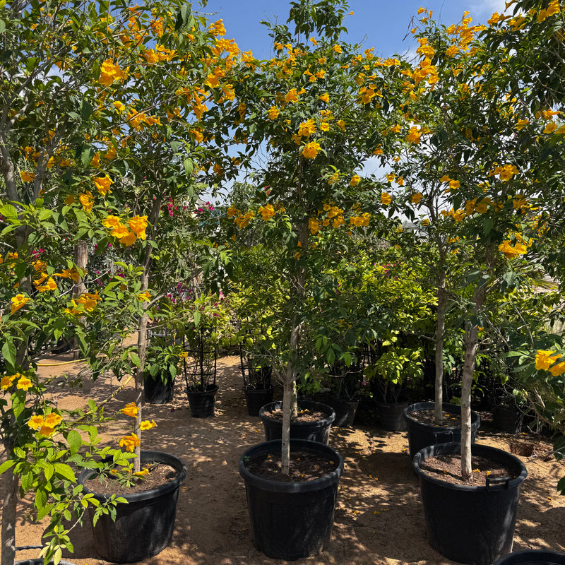 Yellow Bells Plant or Tecoma stans (2.0-2.5m) XXL | Dubai Garden Glory! - Greensouq -