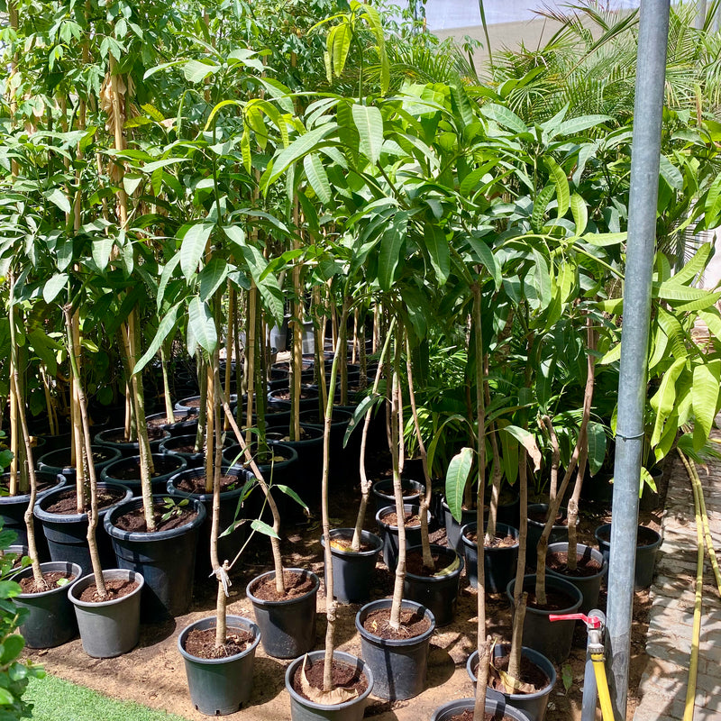 Mango Plant  "Sindhri Pakistan" One of The World's Best Mangoes