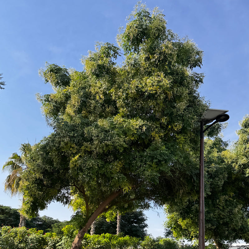 Millingtonia Hortensis "Tree Jasmine شجرة الياسمين or Indian Cork Tree"