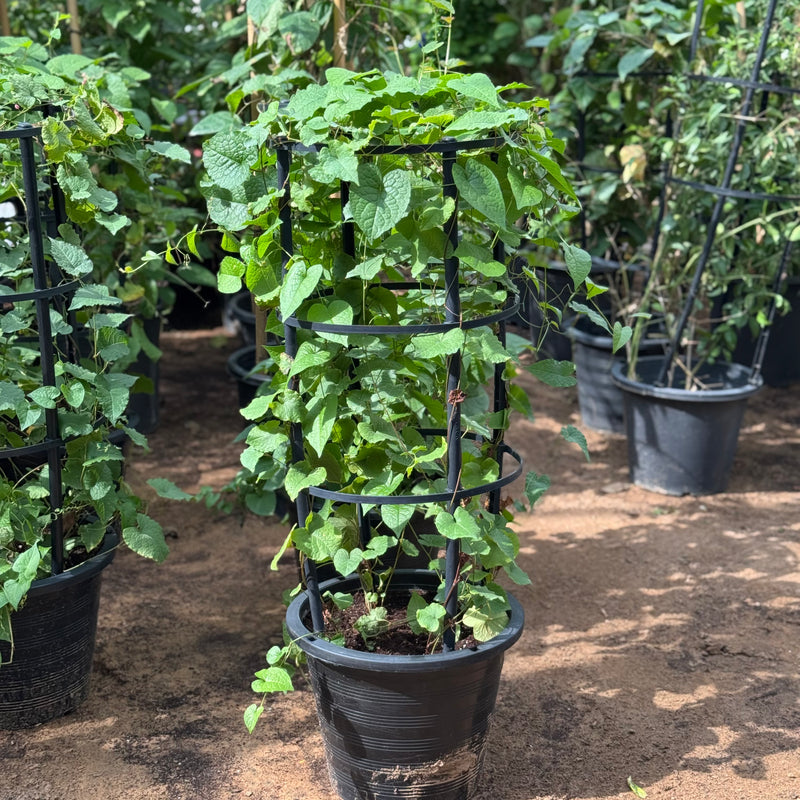 Antigonon Leptopus or Coral vine "Mexican creeper" 80 - 100cm