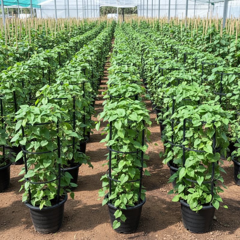 Antigonon Leptopus or Coral vine "Mexican creeper" 80 - 100cm