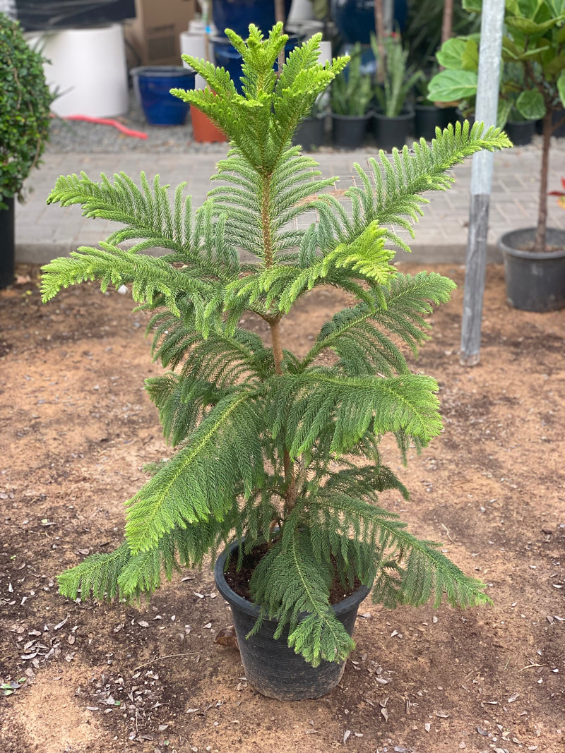Araucaria Heterophylla (Norfolk Island Pine) 100cm to 120 cm