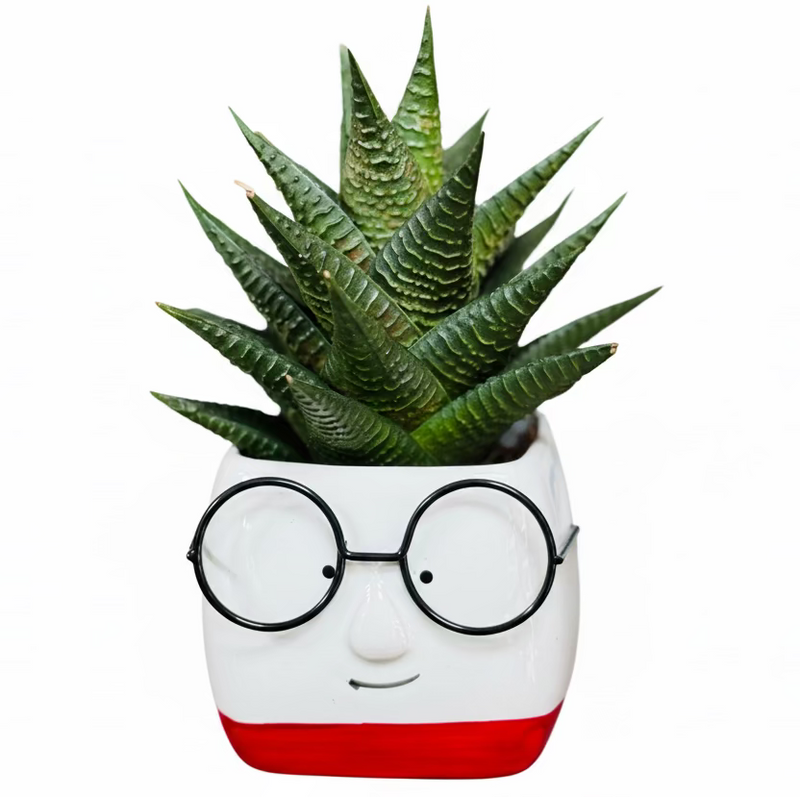 Cute Face Succulent Planters with Glasses (Best as Gift)