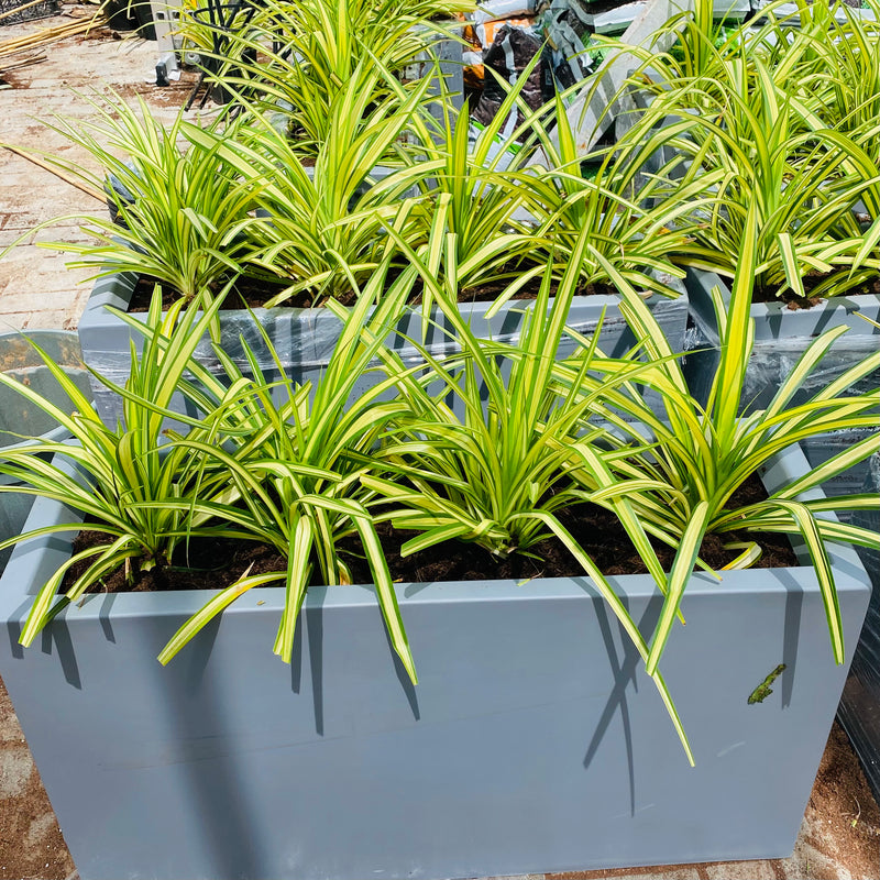 4 Pandanus  in Grp Planter (90cm-30cm-50cm)