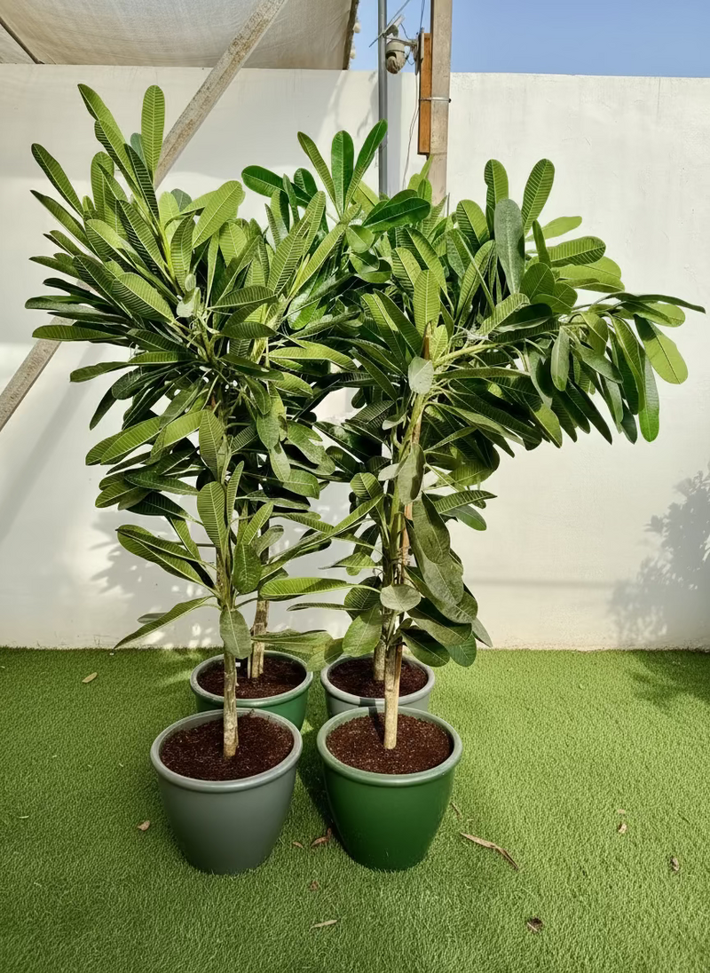 Plumeria Obtusa "Frangipani, The Temple Tree or Champa"