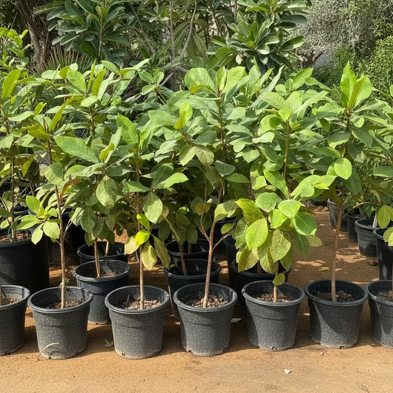Terminalia catappa "Indian Almond Tree" شجرة اللوز الهندية