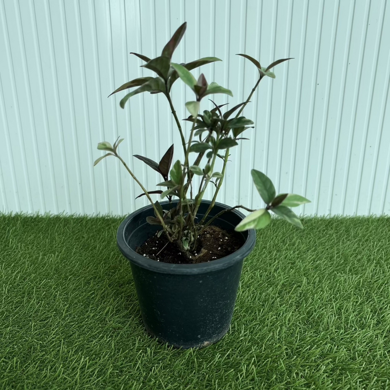Variegated Eranthemum "Pseuderanthemum" 6Ltr pot 30-40cm