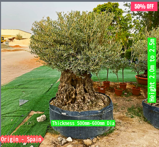 Olive Tree Olea Europaea Thick greensouq