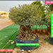 Olive Tree Olea Europaea Thick greensouq
