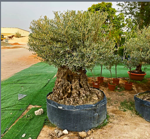 Olive Tree Olea Europaea Thick greensouq