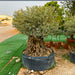 Olive Tree Olea Europaea Thick greensouq
