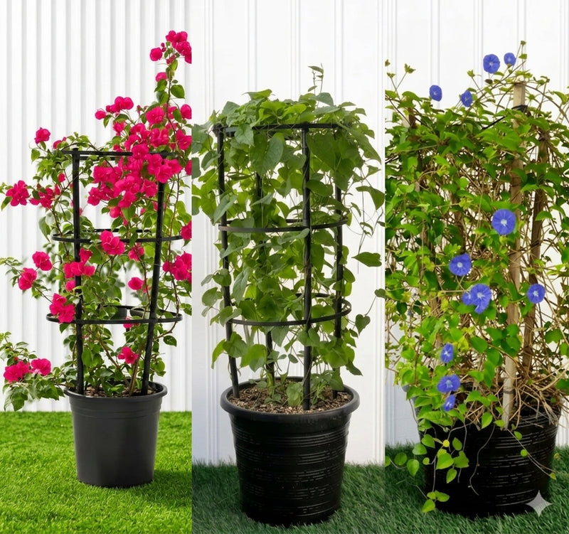3x Summer Climbers Set 1x Bougainvillea Plant 1x Sky Blue Cluster Vine 1x Coral Vine Plant