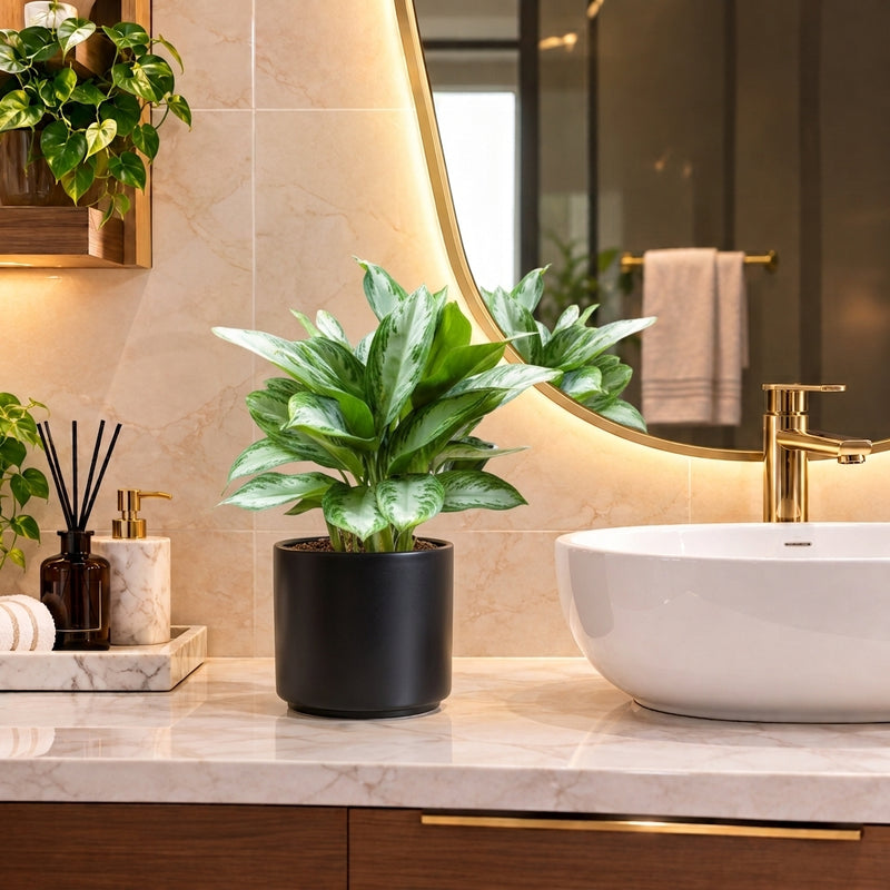 Aglaonema Pattaya Beauty in Ceramic Pot | UAE's Lush Greens!
